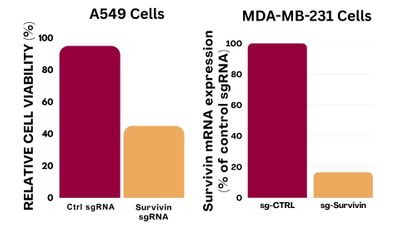 mRNA-Fect_ULTRA_-_Follow_up_Newsletter__1__jpg