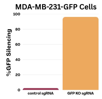RJH_sllencing_Crispr_Newsletter_png