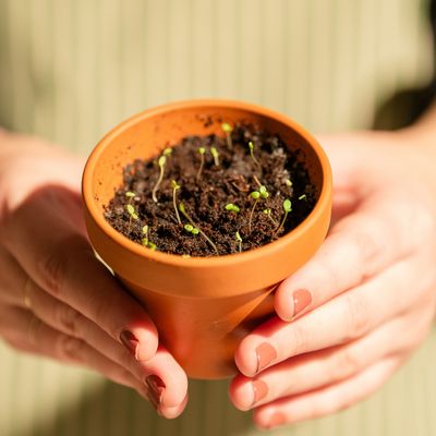 Créations personnalisées à planter Papier Fleur