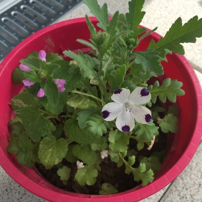 Fleurs épanouies issues d'une carte à planter