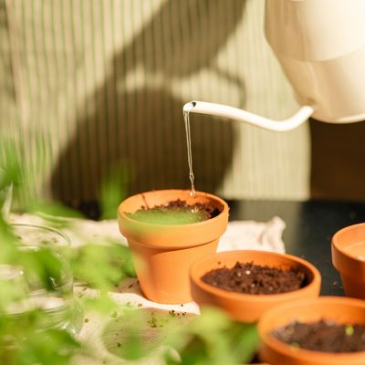 Arroser la carte à planter